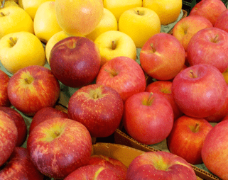 品種の宝庫！ 色んなリンゴを食べ比べてみてください。